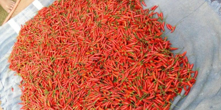 Leia mais sobre o artigo PPJ #006 – Pimenta